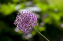 24 Blume-D33_7469